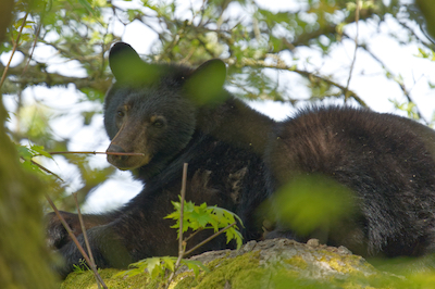 up a tree